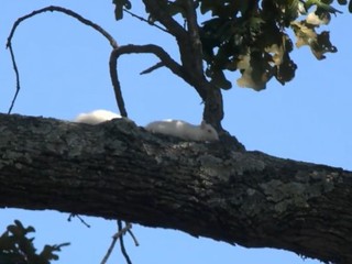 VIDEO: V tomto meste sa môžu pochváliť unikátnou veveričkou