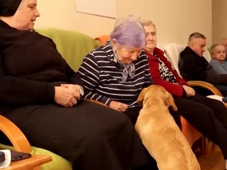 VIDEO: Z opusteného psíka na ulici sa stal spoločník, ktorý rozdáva lásku a radosť