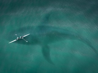 Všetkých vydesilo, čo plávalo pod loďou: Výskumníci v ňom identifikovali Megalodona, vyhynutého pred 3 miliónmi rokov