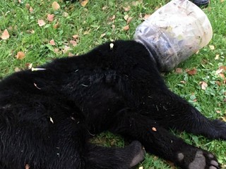 Medvedie mláďa chodilo po lese s plastovou nádobou na hlave