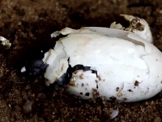 VIDEO: Korytnačky sú na svete od čias dinosaurov. Tie slovenské ohrozuje zánik mokradí a oranie