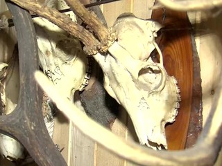 Kšeftoval so vzácnymi poľovníckymi trofejami. Za mrežami si posedí dva roky