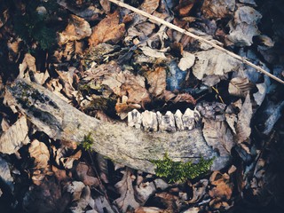 Mohol vo Francúzsku napadnúť a zabiť ľudí brutálne silný praveký predátor?