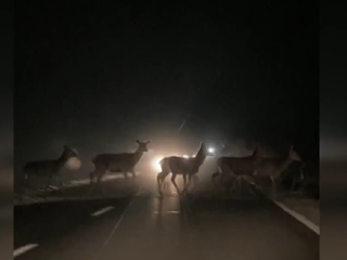 Obrovská črieda divej zveri zablokovala cestu. Čo robiť v takom prípade?