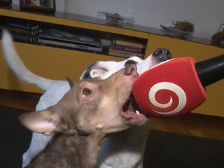Moderný výcvik psov bez kriku či trestov. Tréneri prezradili, ako na to