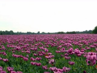 Chcete sa odfotiť v maku siatom? Len s povolením farmára