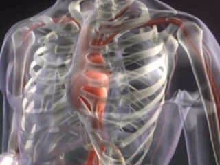 Nie je to infarkt!  TOTO JE 8 príčin bolesti na hrudníku, ktoré NAPODOBŇUJÚ srdcovú prihodu