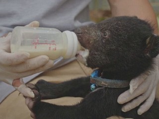 Záchrana v poslednej chvíli: Z rúk pašerákov sa podarilo vyslobodiť 17 malých medvieďat