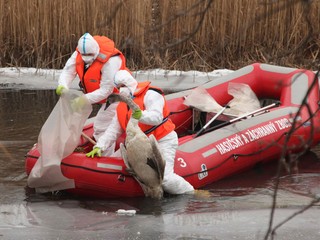 Európou sa šíri nebezpečné ochorenie. Úrad pripravil plán, ako zabrániť novej pandémii