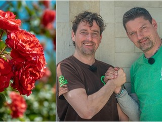 Vypestujte si krásne ruže zadarmo a bez otročiny: Trik, ktorý zvládne každý záhradkár!