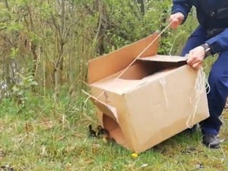 VIDEO: Záchrana kačacej rodiny. Štrnástim káčatkám išlo o život