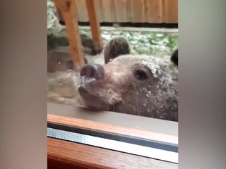 Obrovská medvedica už nebude naháňať strach. Zásahový tím ju musel usmrtiť