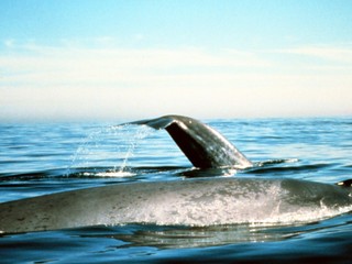 Na toto nezabudne do konca života. Fotograf sa ocitol v tlame vráskavca