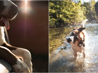 Veterinári bijú na poplach: Prehriatie psov je tichý zabijak! AKO mu zabrániť?