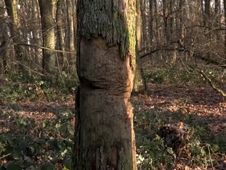 Vandali ukradli štátnym lesom informačné tabule. Hrozilo, že ich zabije padajúci strom