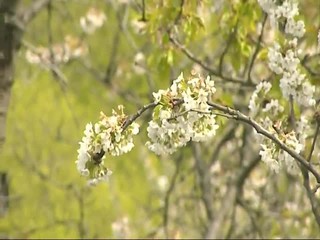 Sezóna alergií sa začína. Peľová nádcha, bronchiálna astma a iné dary jari