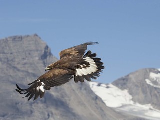 Na poli našli uhynutého orla kráľovského. Zahynul v bolestiach, pravdepodobne sa o to postaral človek