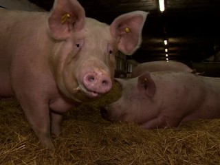 Viacero slovenských farmárov a družstiev bojuje o prežitie