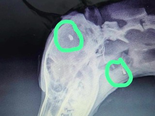 Krutosť bez hraníc: Sučku našli s projektilom v blízkosti mozgu