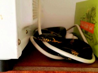 Ružomberčanku vystrašil had. Ležal na skrini