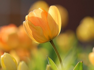 Záhrada v lete. Na oddych v nej zabudnite