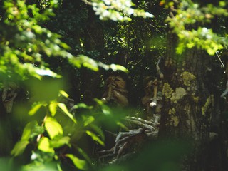 Objavili chodiace stromy: Za lepším miestom dokážu prejsť až 20 metrov