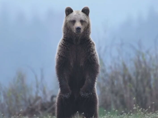 Medveď v Starom Tekove: Buďte ostražití pri Hrone a jazere