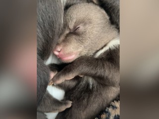 Bojnická ZOO bojuje o život mláďat zastrelenej medvedice. Takto zvládli prvú noc
