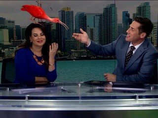 VIDEO: Moderátorke vletel do vlasov vták