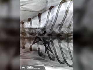 Desivý prípad týrania zvierat: Bezbranného psíka utýrali vzduchovkou a loveckými šípmi