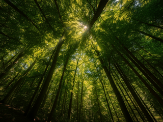 Pri práci v lese zahynul 45-ročný muž, spadol na neho strom