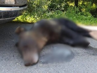 Záhadná smrť medveďa pri hraniciach. Poliaci preverujú, či bol zastrelený na Slovensku