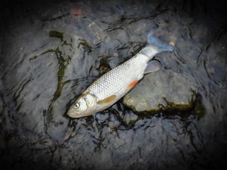 Rybári hovoria, že za úhyn rýb pri Komárne môžu chemikálie z polí