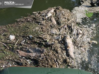 Nepríjemný zápach a tony mŕtvych rýb. Z envirokatastrofy obvinila polícia 2 osoby