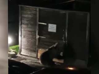 Tatranskí turisti si z balkónov nakrútili medvedicu, ktorá sa dobíjala do kontajnerov. Neďaleko boli jej mláďatá