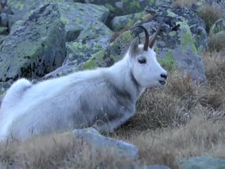 VIDEO: Občas sa príroda pohrá. Behajú v nej úplne biele zvieratá, albíni