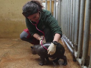 VIDEO: Mláďa hrošíka libérijského vyvolalo obrovské nadšenie