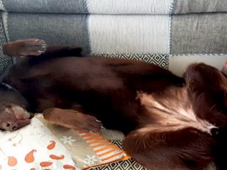 Majiteľke sa stratili labradory, prosí o pomoc