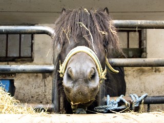 Dievča chcelo zachrániť poníka pred usmrtením. Nechala ho poslať k babičke
