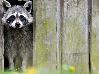 Hasičov volali k mývalovi otupenému marihuanou. Stačilo nechať ho vyspať