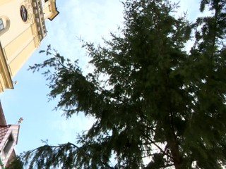 Mestá už osádzajú vianočné stromčeky