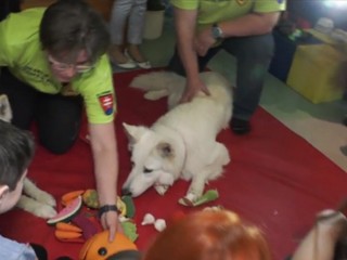 V Banskej Bystrici pomáhajú onkologickým pacientom psy