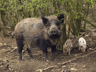 V Humennom majú problém s diviakmi. Naháňajú obyvateľov