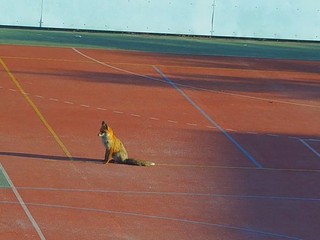Noví spolužiaci? V areáli základnej školy sa objavili líšky
