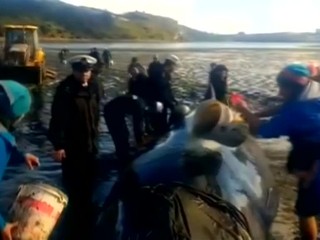 V Čile vyslobodili uviaznutú veľrybu