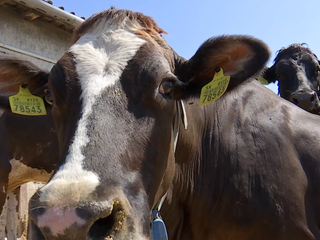 Vláda odpustí chovateľom sankcie za nepriznané chovy počas slintačky