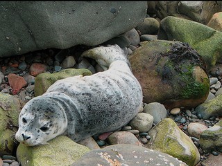 Na Bajkale hynú tulene, nemajú žiadne stopy po poranení