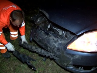 Nehoda na D1. Do cesty skočila diviačia rodina