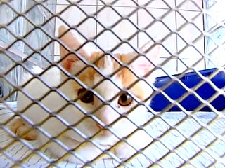 V zvieracom útulku zmrazovali mačiatka na smrť