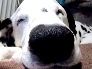 Ďalšia psia kaviareň. Na vstup čakajú stovky ľudí